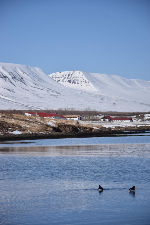 Skjaldarvik Guesthouse Акурейрі Екстер'єр фото